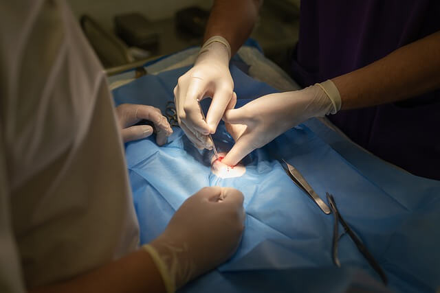 sterilizarea-pisicii