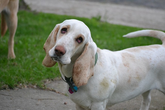 Basset Hound – Favoritul simpatic al lui Columbo