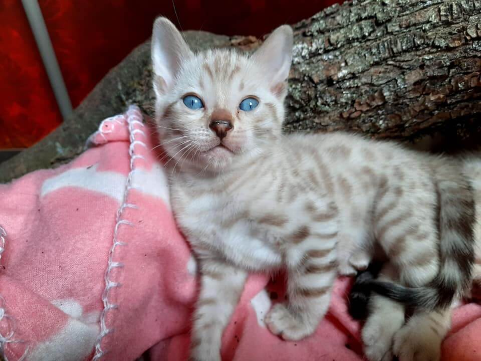 Pisica Bengală – Din sălbăticie direct pe canapea?