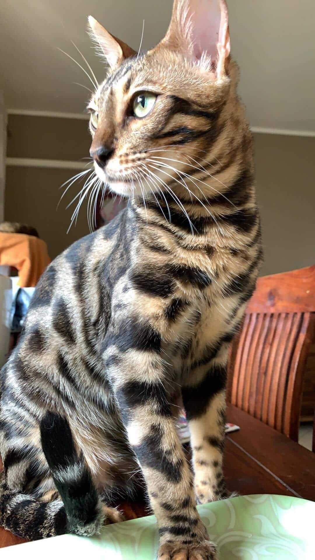 bengal-macska-tartasa