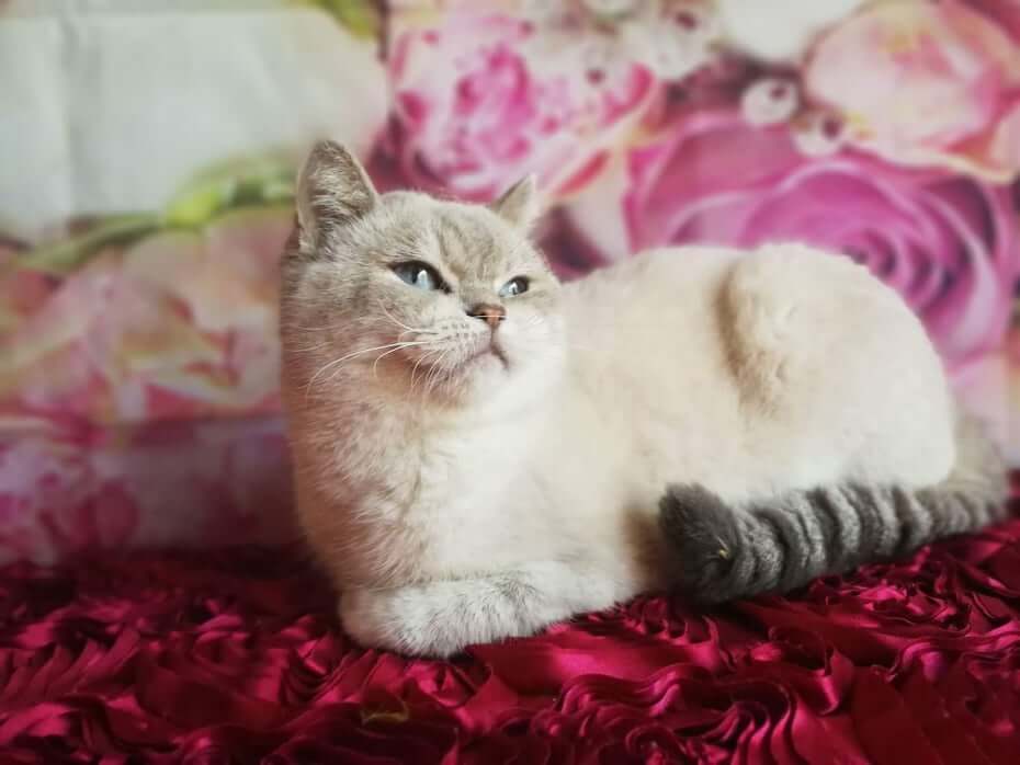 brit-rovidszoru-macska