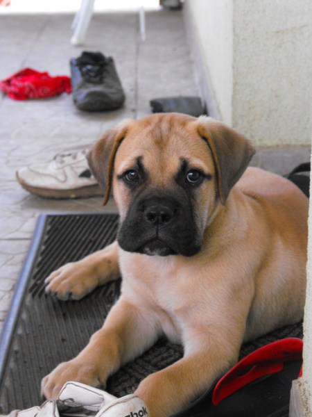 Bullmastiff – Gigantul de pază, mereu pregătit să sară la datorie