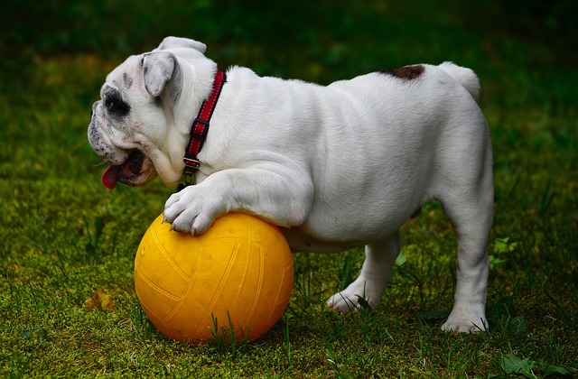 Bulldog englez – Bombă de iubire cu mutră morocănoasă