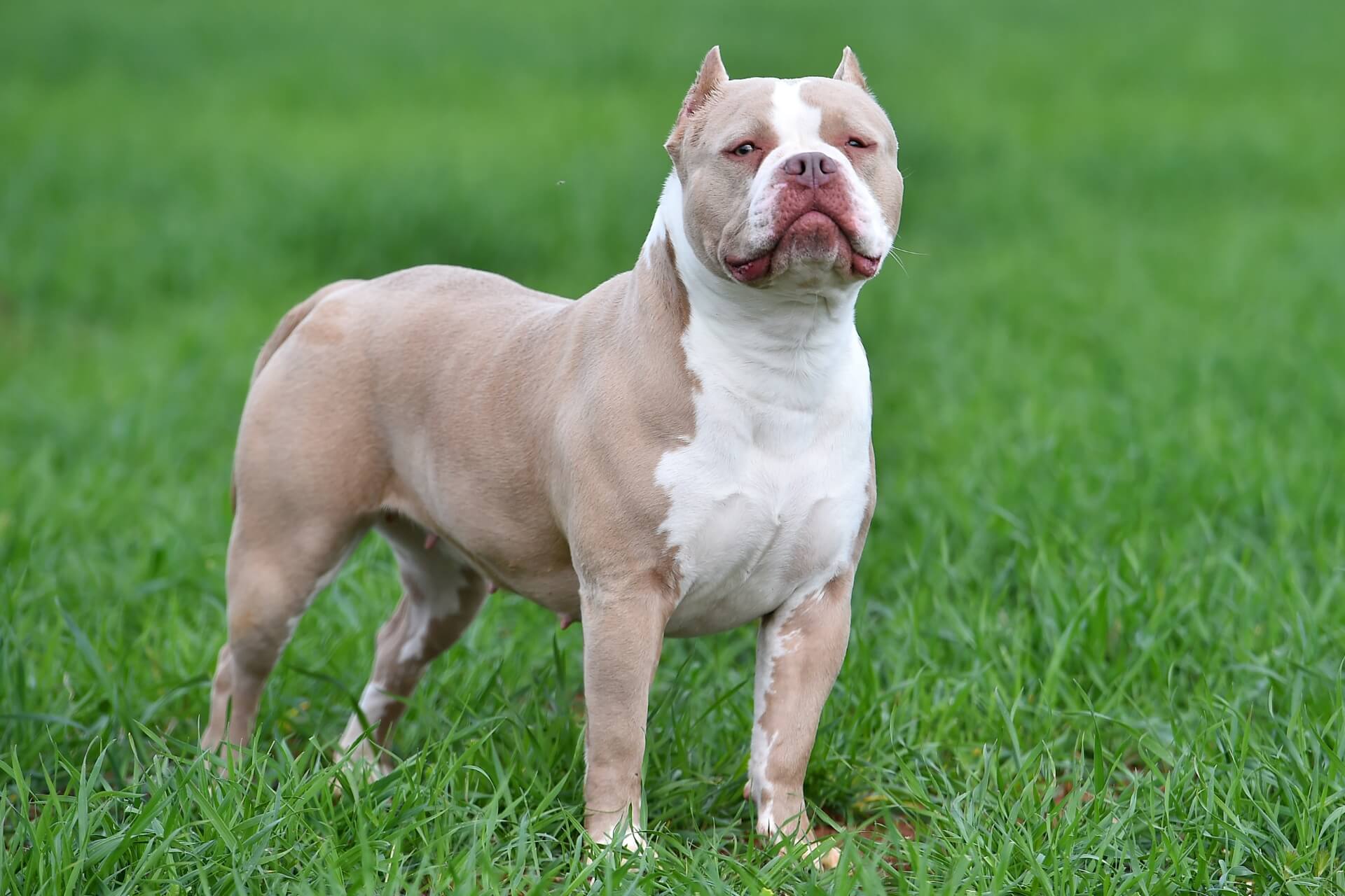 American Bully – un adevărat colos de mușchi, plin de suflet