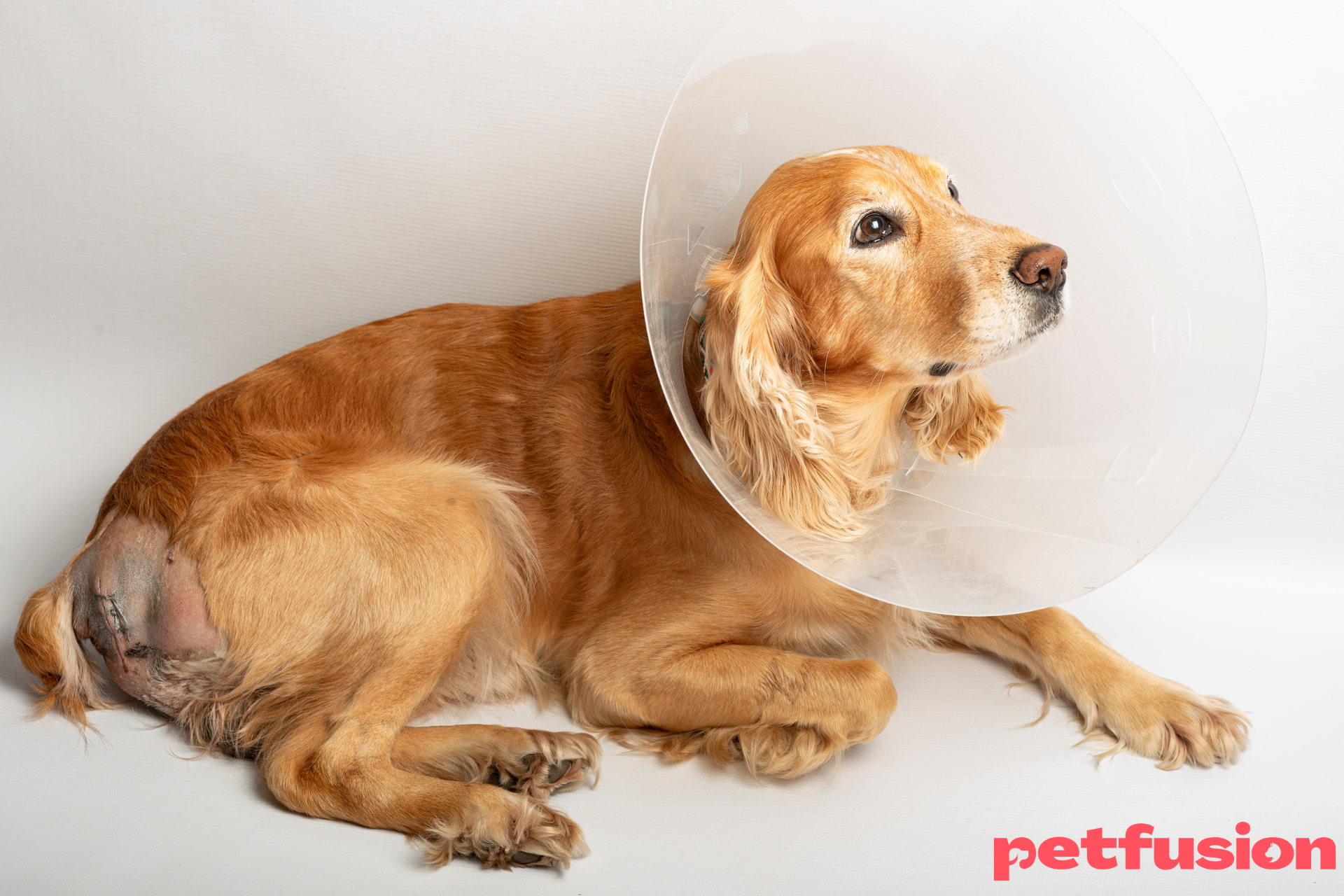 _castrat-imperechere-caine