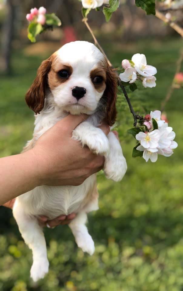Cavalier King Charles Spaniel – Un câine etern