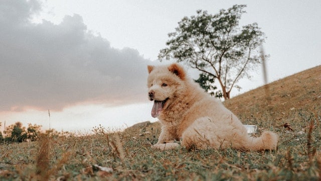 Chow Chow – Majestuosul devotat unui singur stăpân