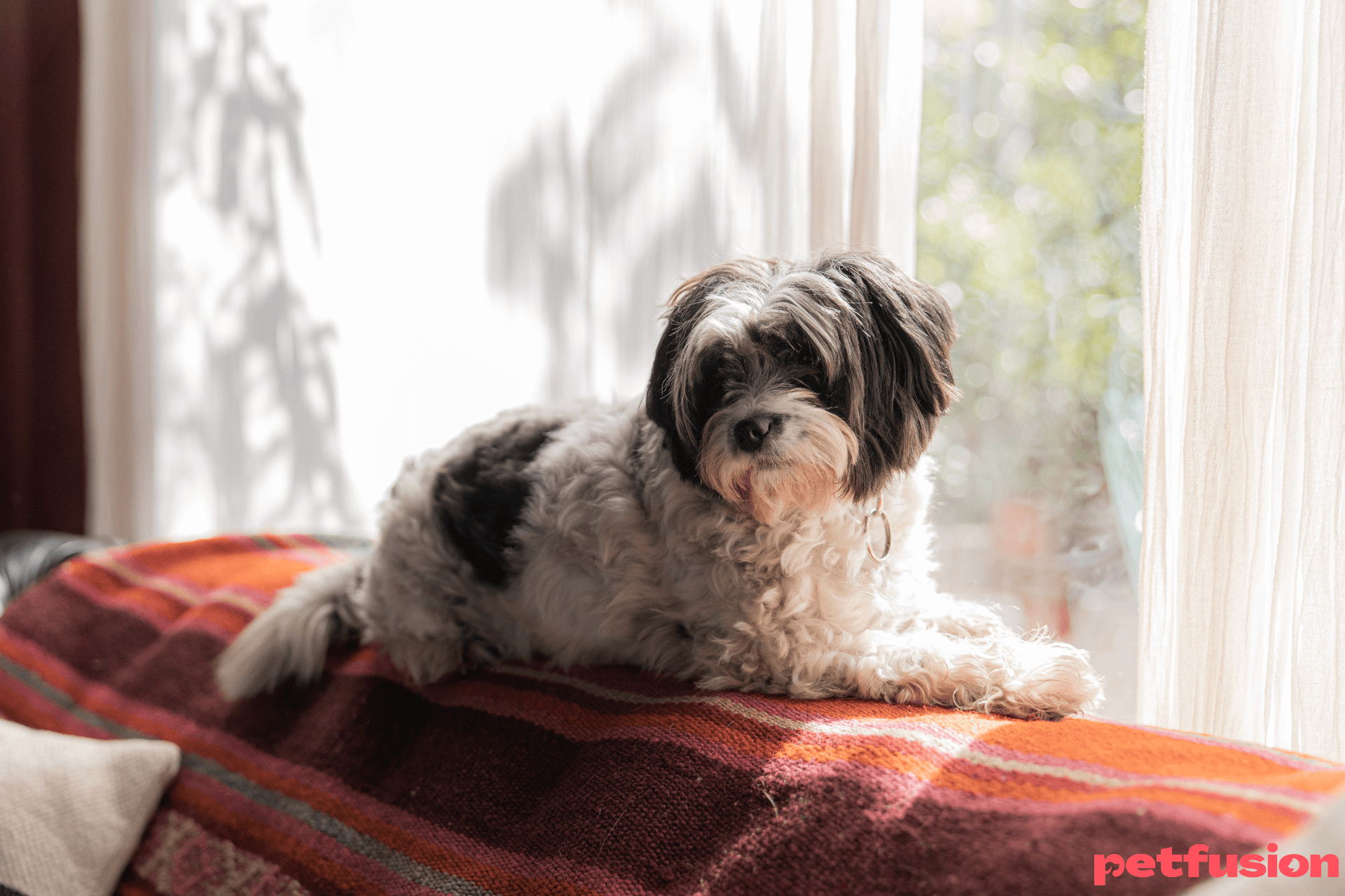 de-vanzare-shi-tzu