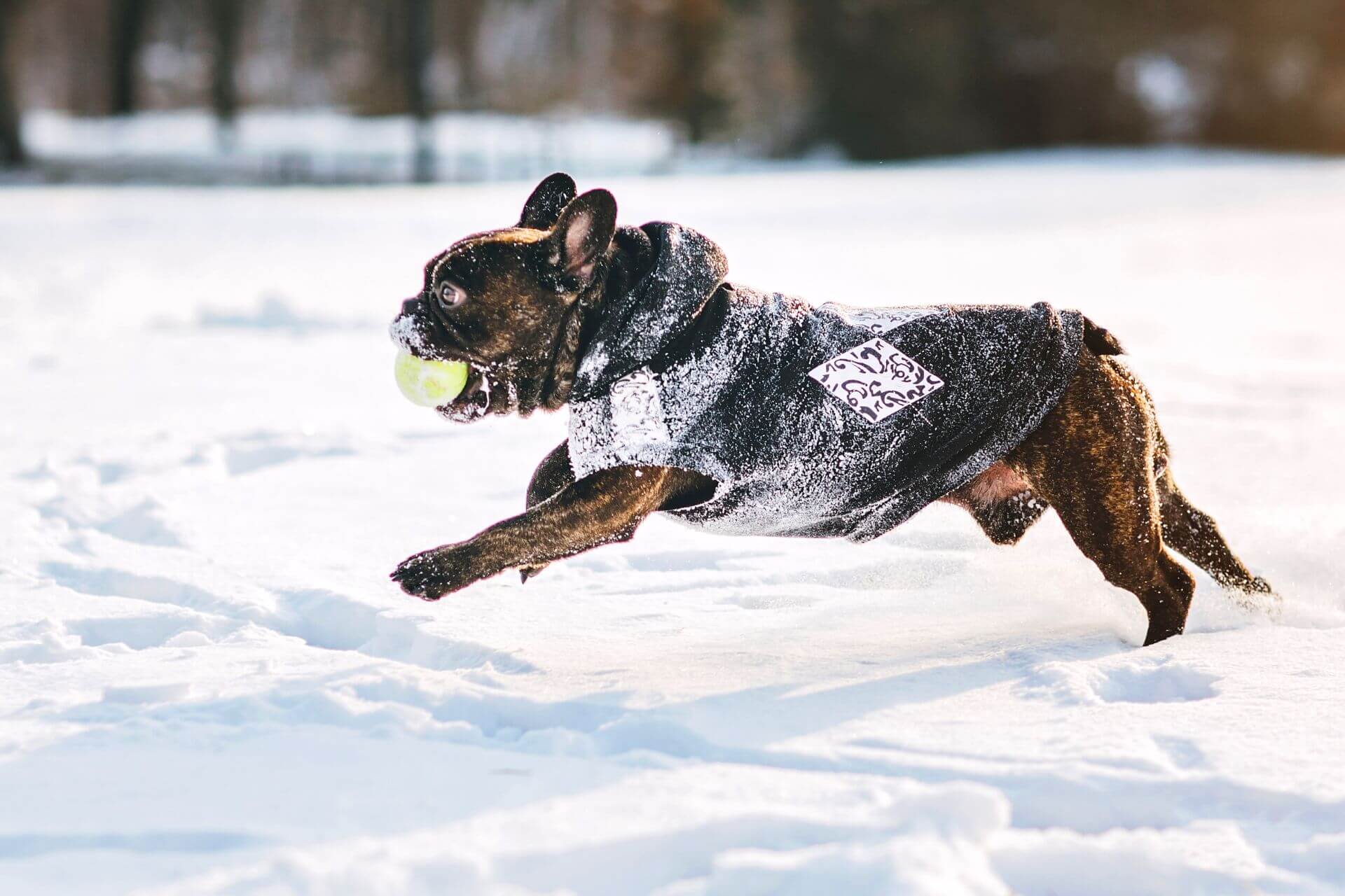 francia-bulldog-tulajdonsagai