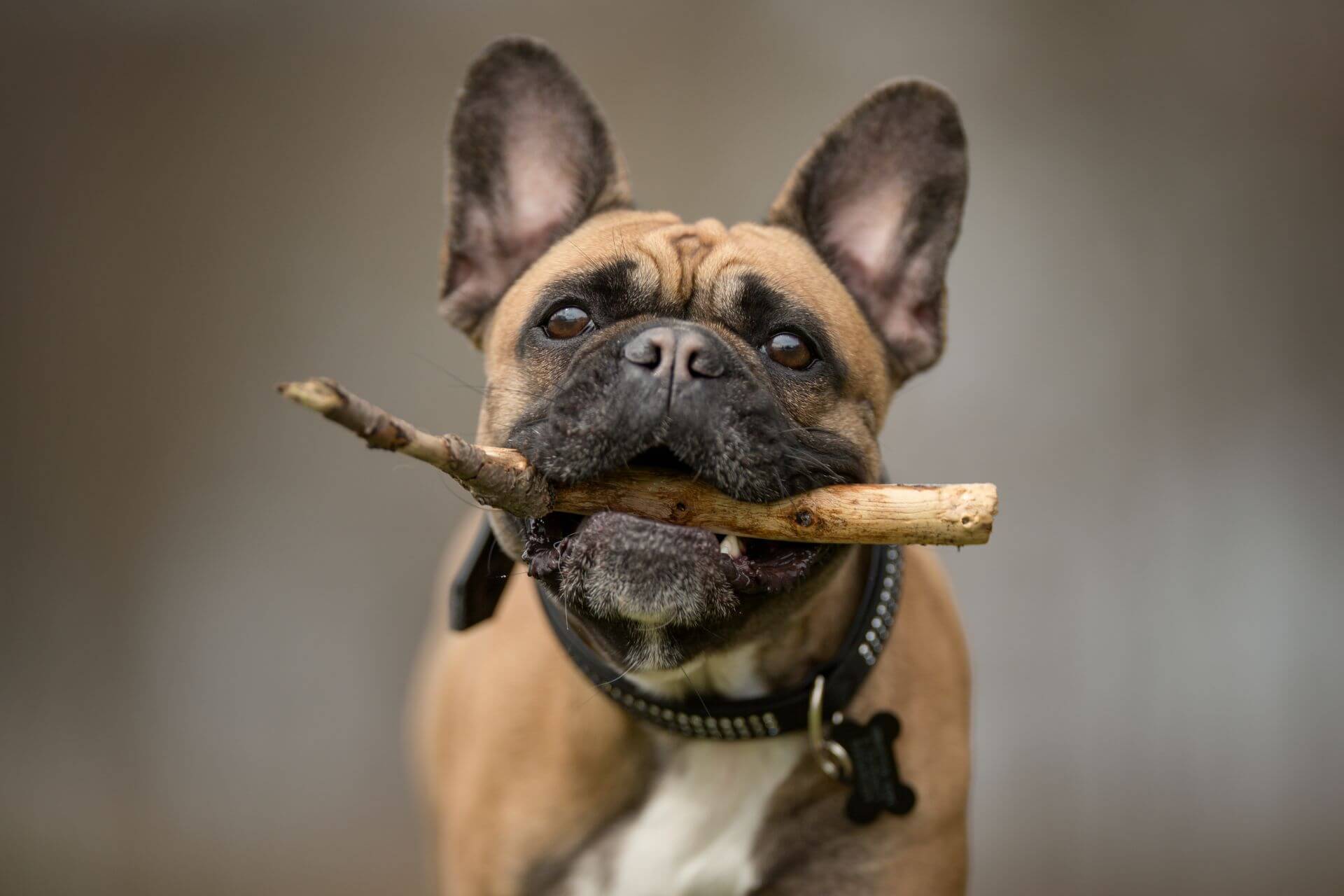 Buldog francez – animalul de companie care sforăie și sforăie