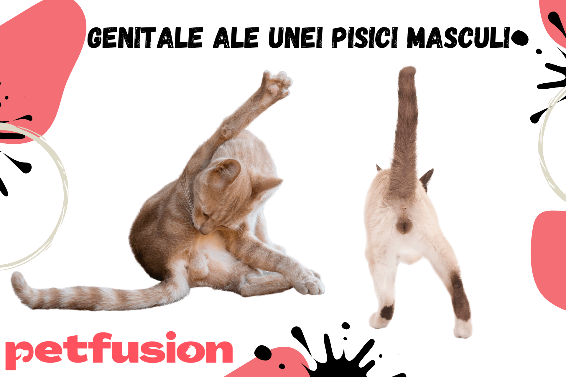 genitale-ale-unei-pisici-masculi