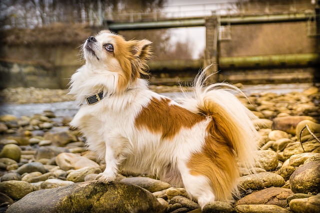 Chihuahua – Racheta de buzunar cu ego supradimensionat