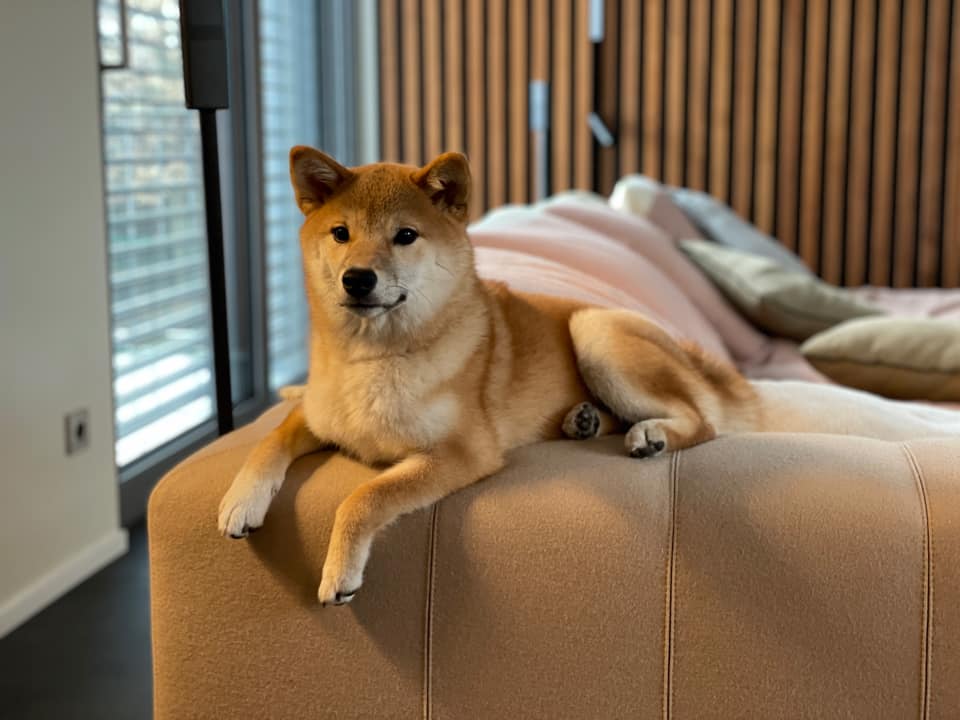 Shiba Inu – Cel mai popular câine-meme japonez