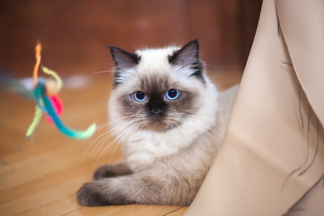 ragdoll-tenyeszet