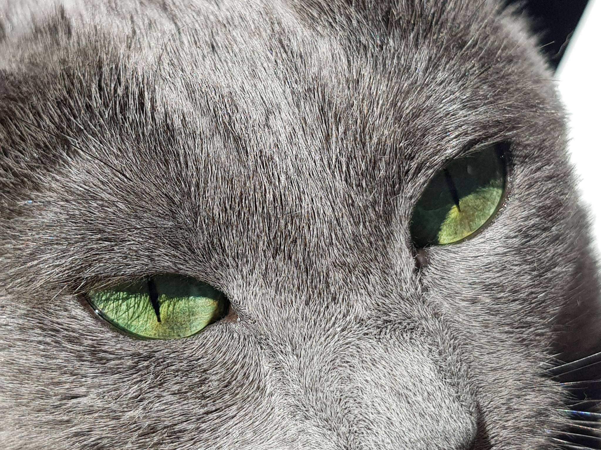korat-macska