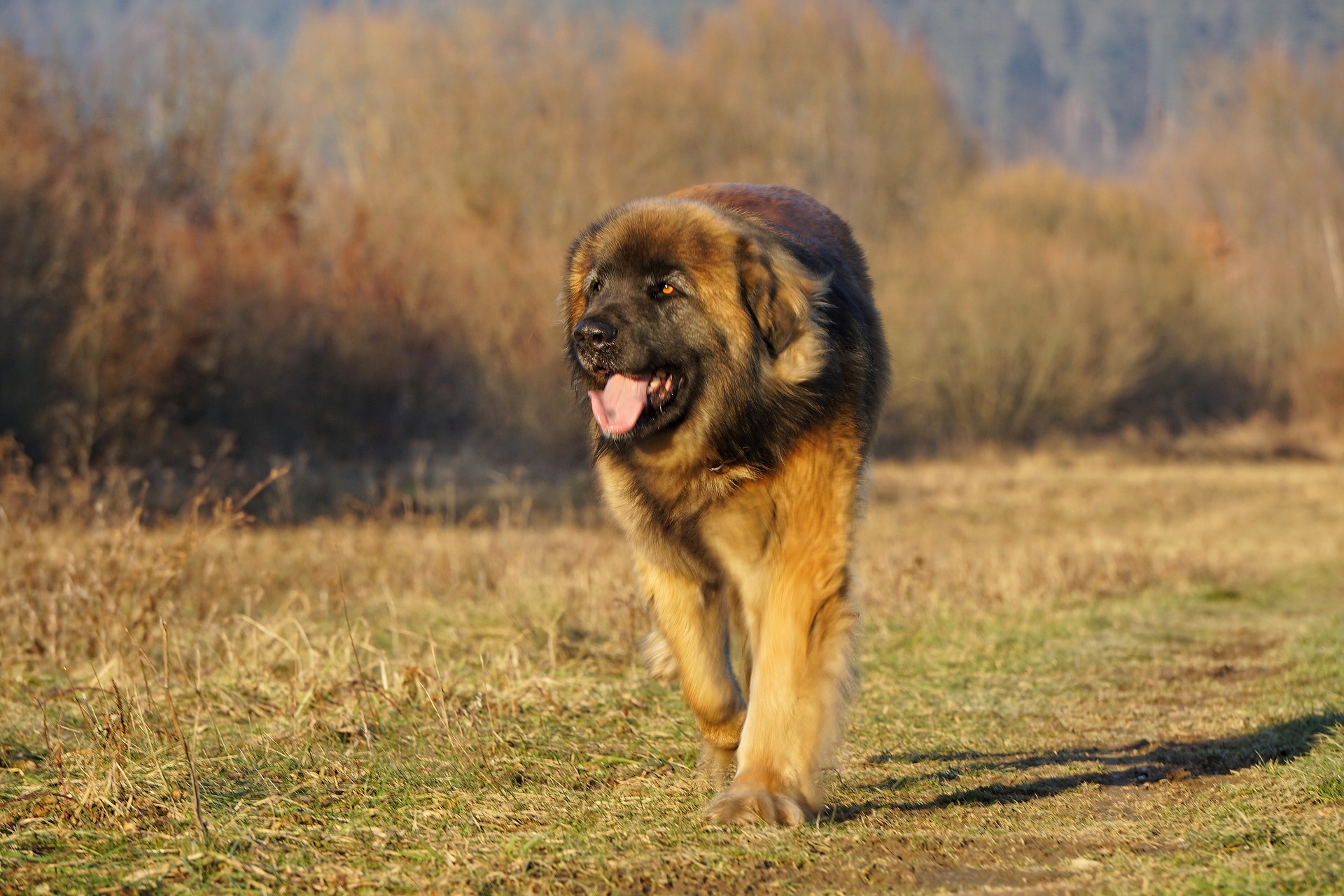 Leonbergerul – Cel mai drăgălaș leu