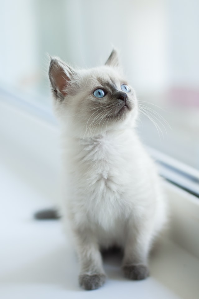 Pisica Ragdoll – O mângâiere pentru suflet?!