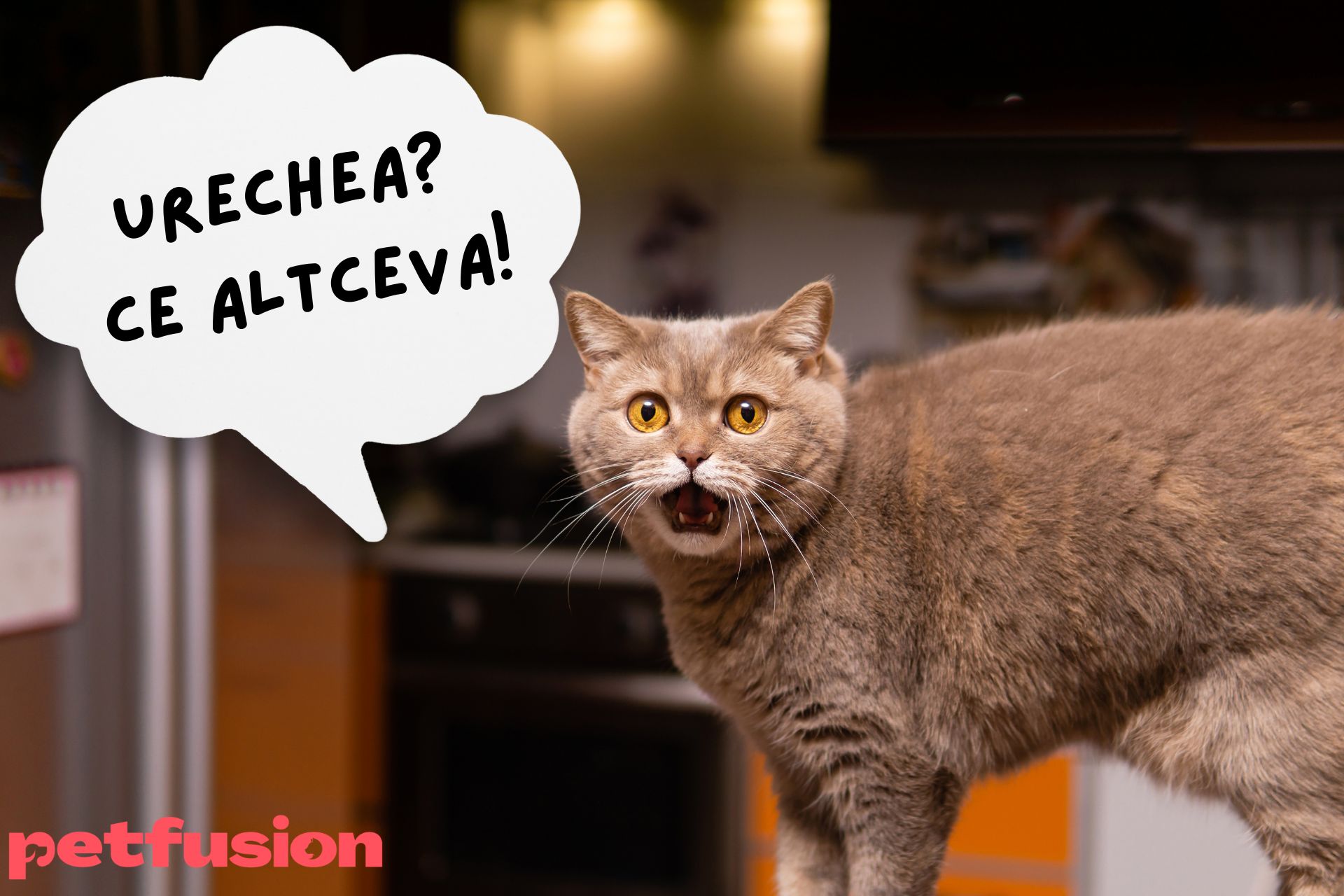 Urechea pisicii – Iată un nou articol pe blogul Petfusion!