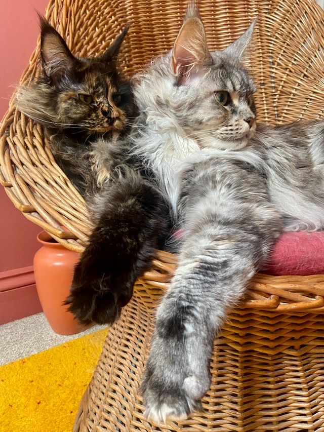 maincoon