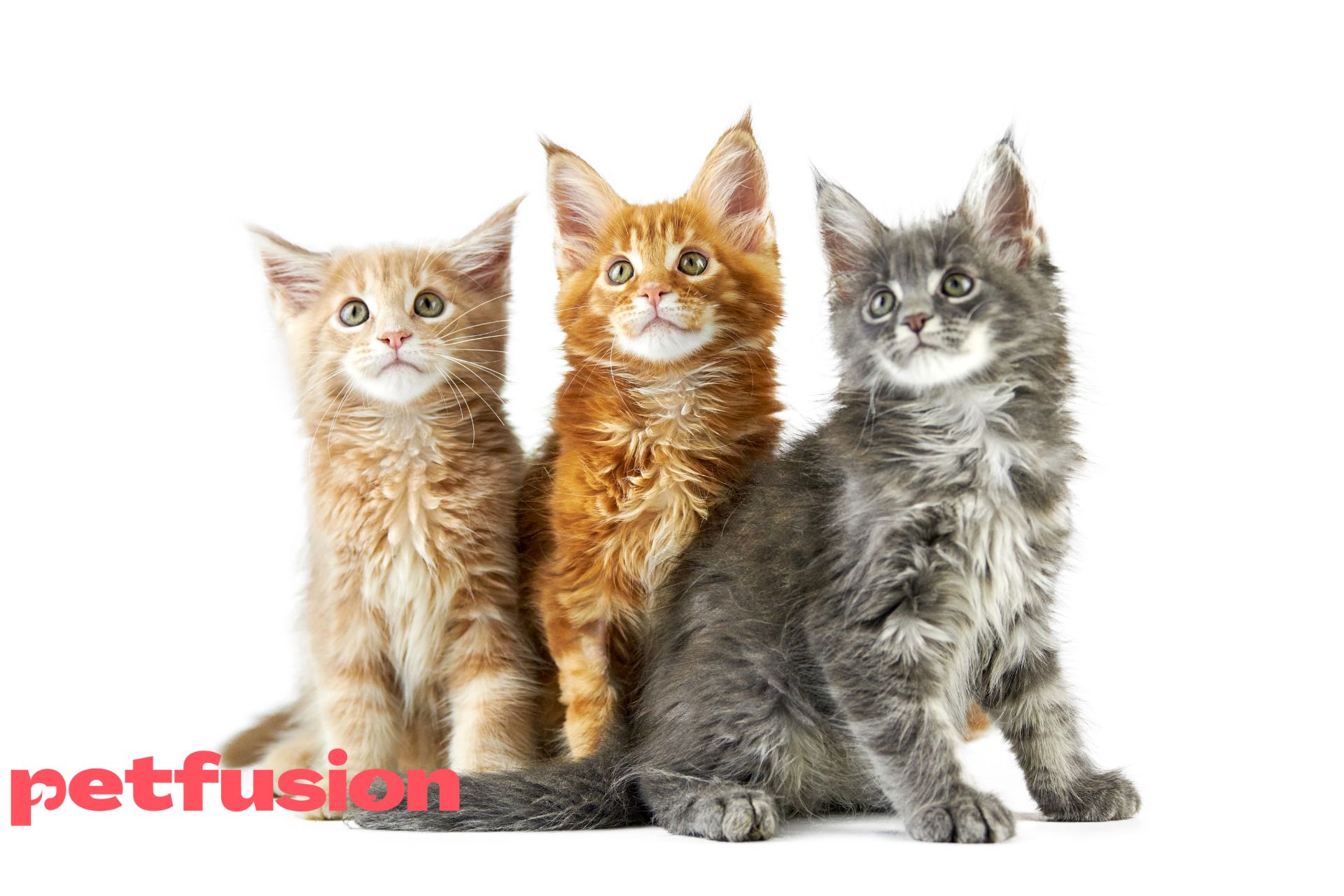 Maine Coon – Favoritul Americii