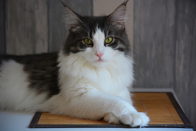 maine-coon-merete