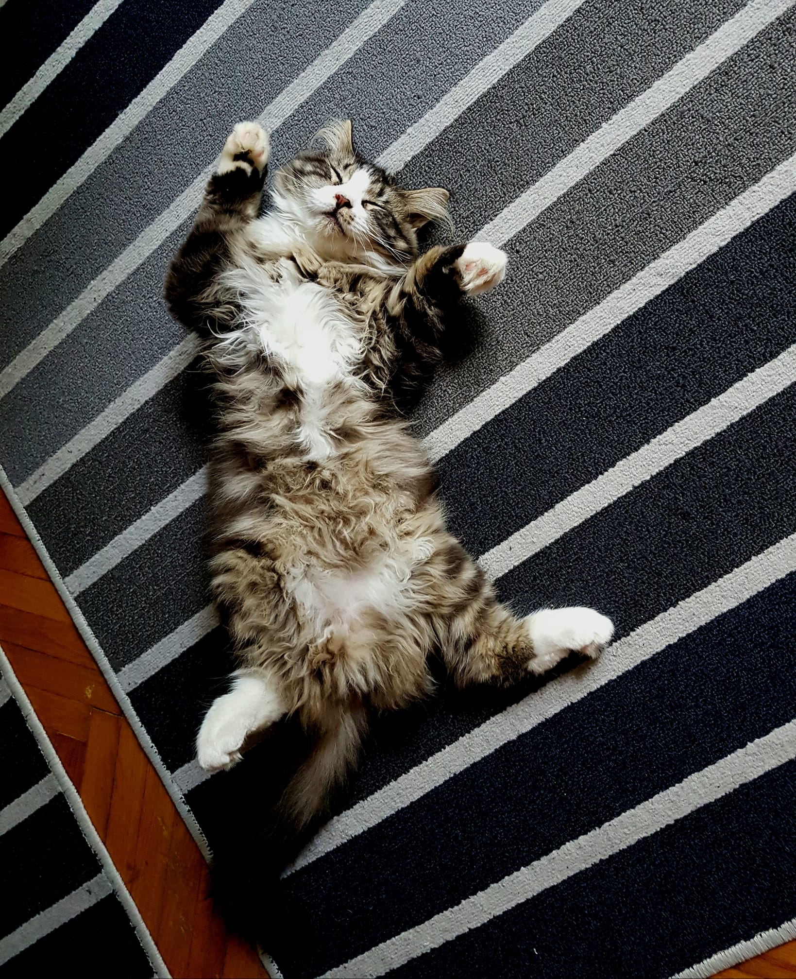 maine-coon-tartasa