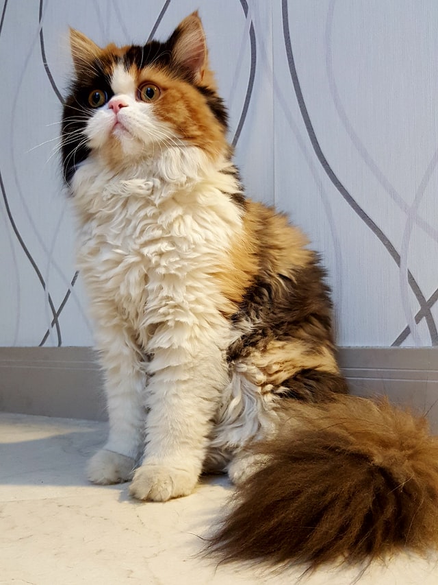 perzsa