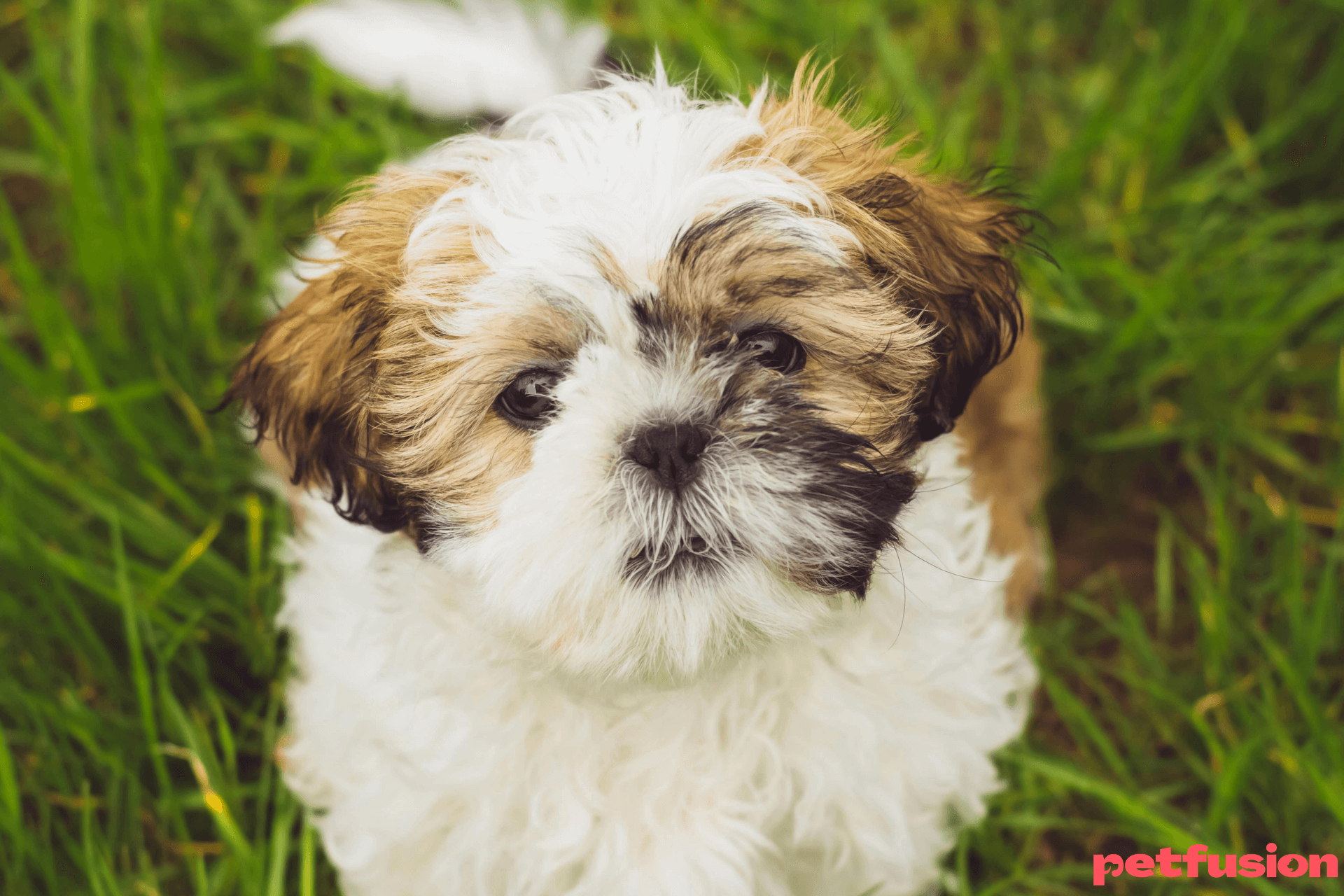 piu-de shi-tzu