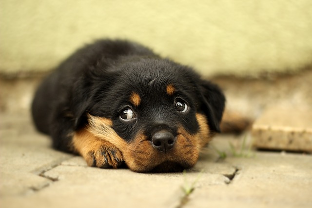 rottweiler-kiskutyak