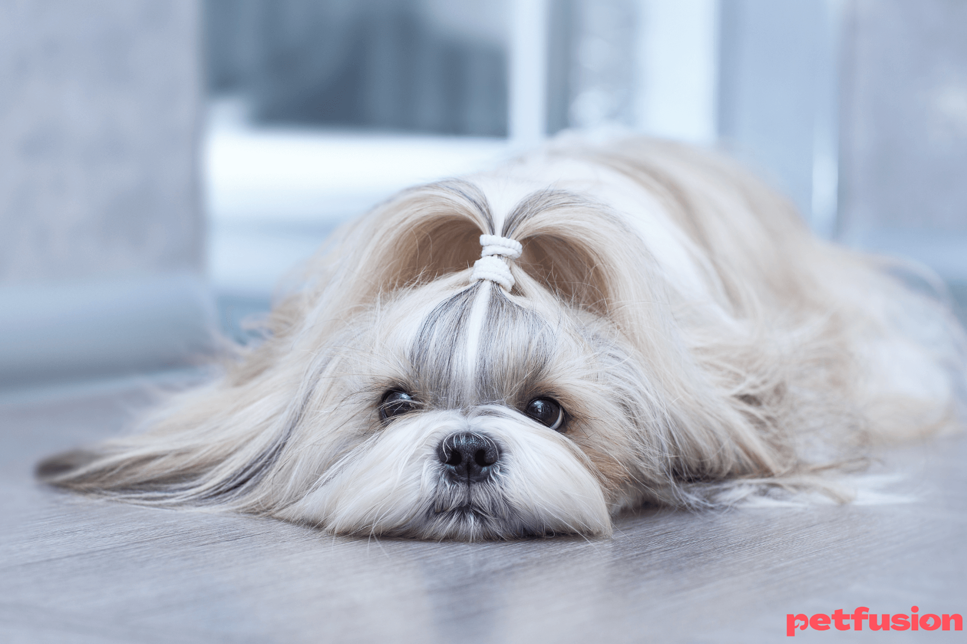 shi-tzu-boli