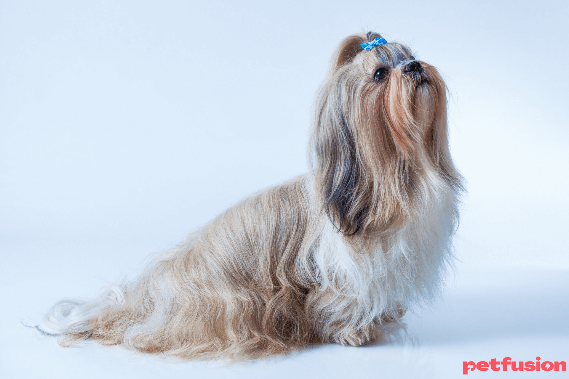 shi-tzu-temperamentul