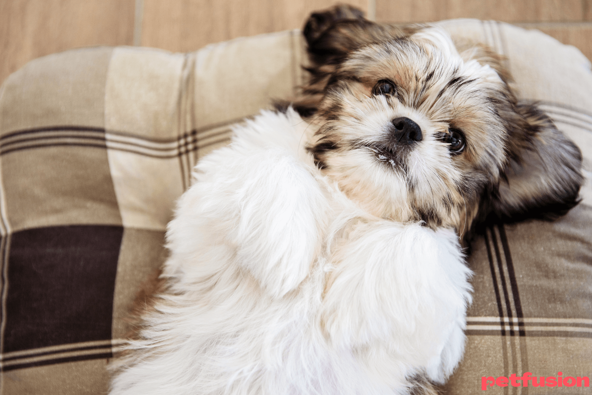 Shih Tzu: cel mai adaptabil câine de poală