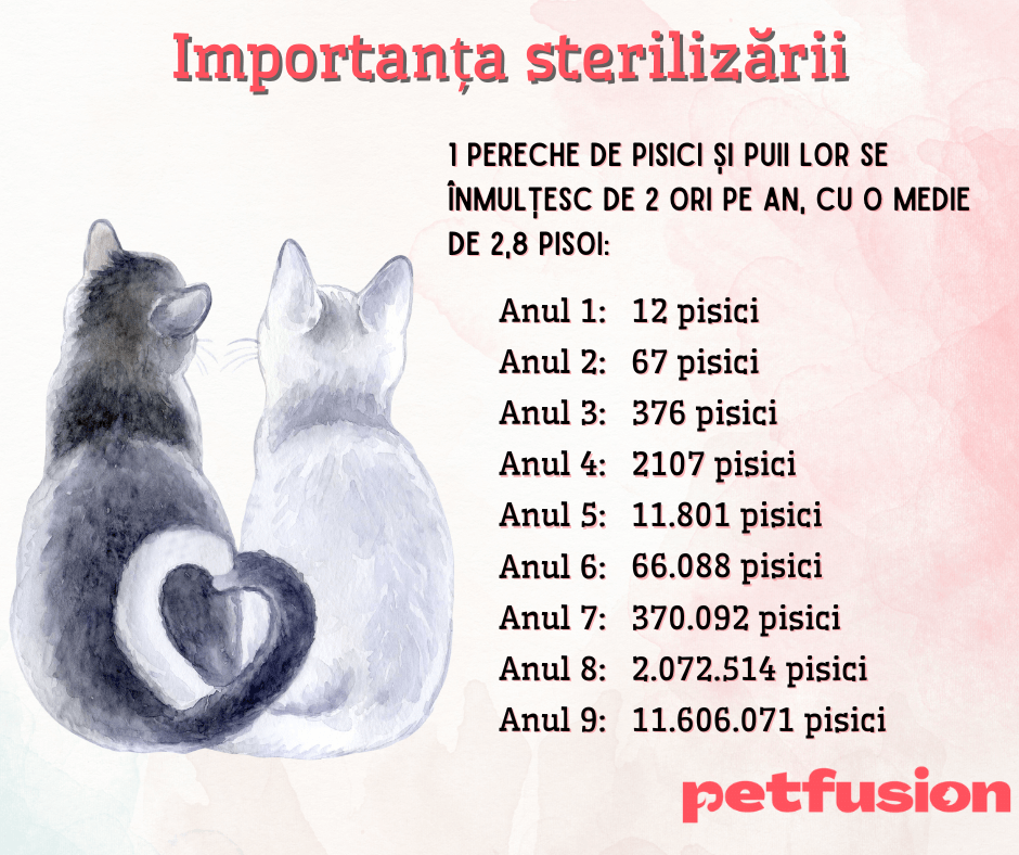 Sterilizarea pisicii: costuri și beneficii