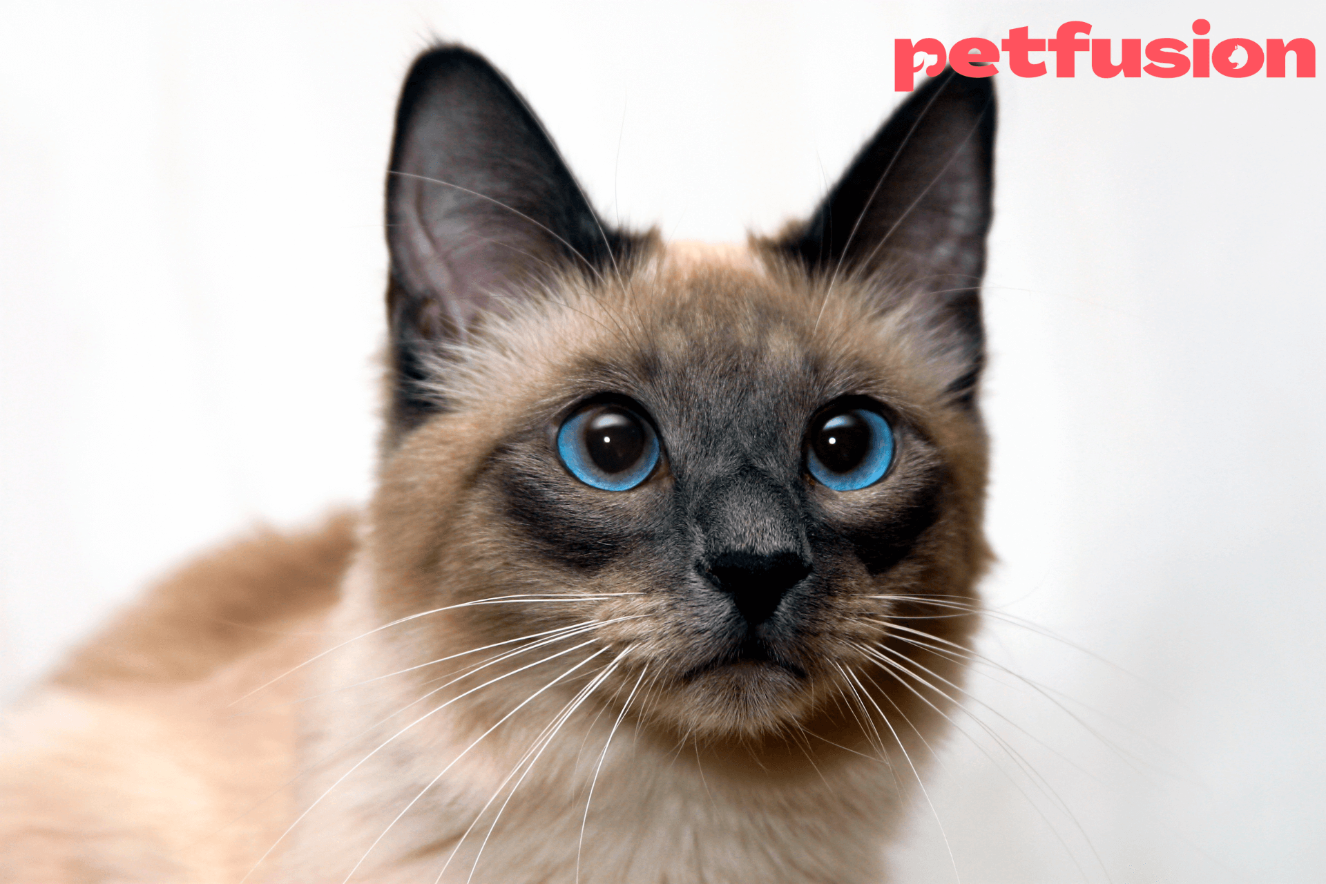 Pisica Siamese – Vorbăreață, hiperactivă și ultra-sociabilă