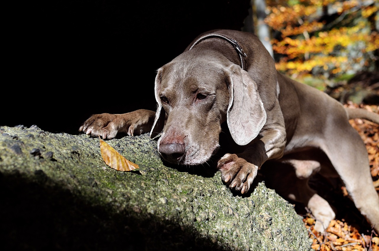 szurke-vizsla