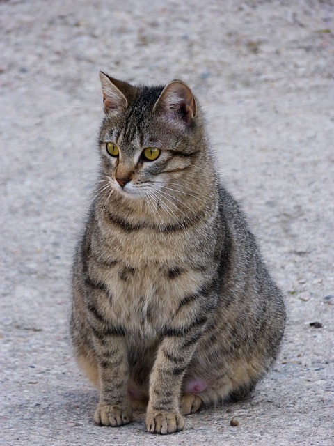 vemhes-macska