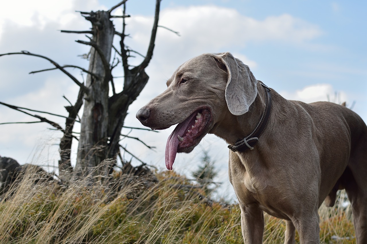 vizsla-fajtak