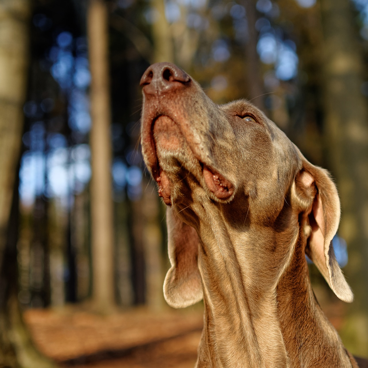 Vizsla de Weimar – Cavalerul argintiu al vânătorilor!