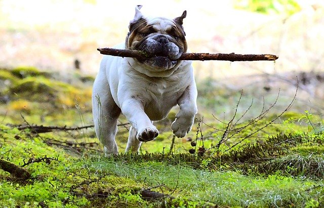 angolbulldog