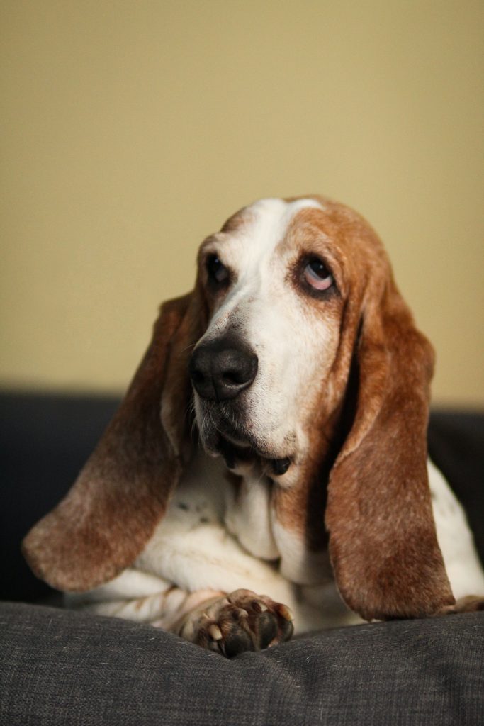 basset-hound-ára