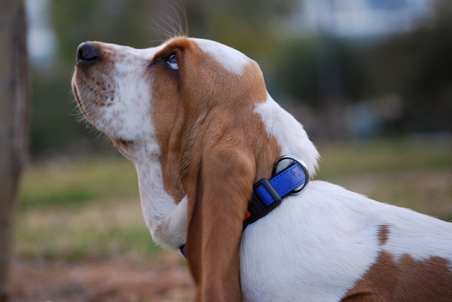 basset-hound