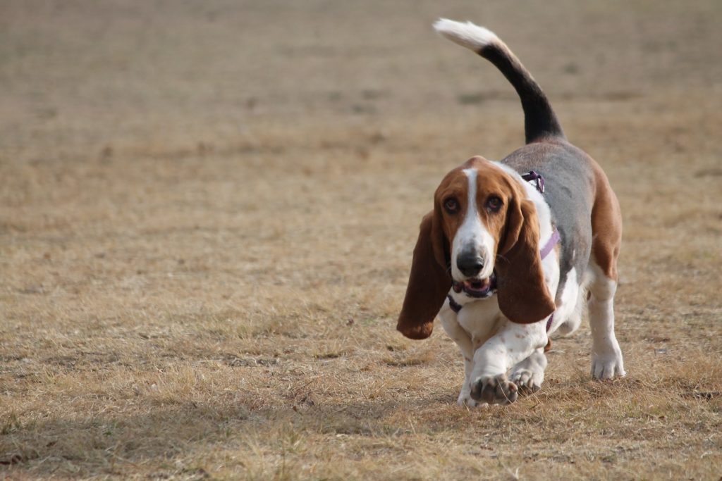 basset-hund