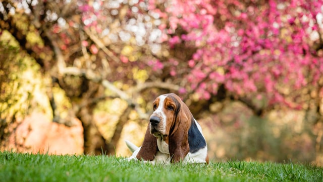 Basset Hound – Favoritul simpatic al lui Columbo