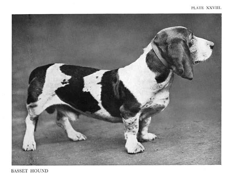 basset-regi-kep