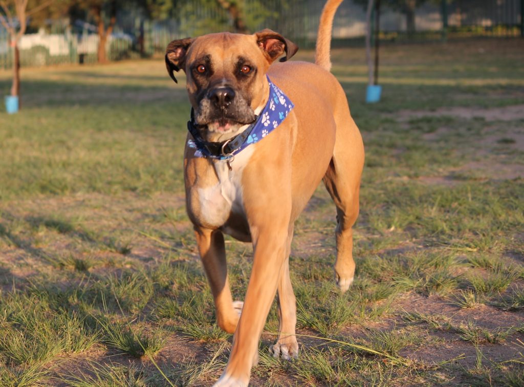 bul-mastiff