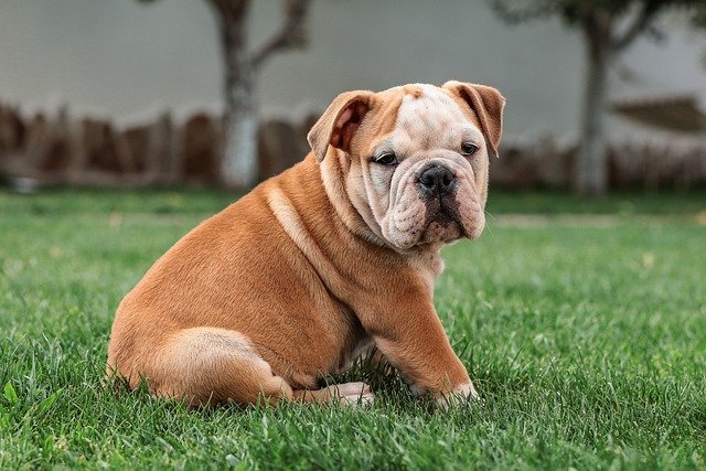 bulldog-kutya