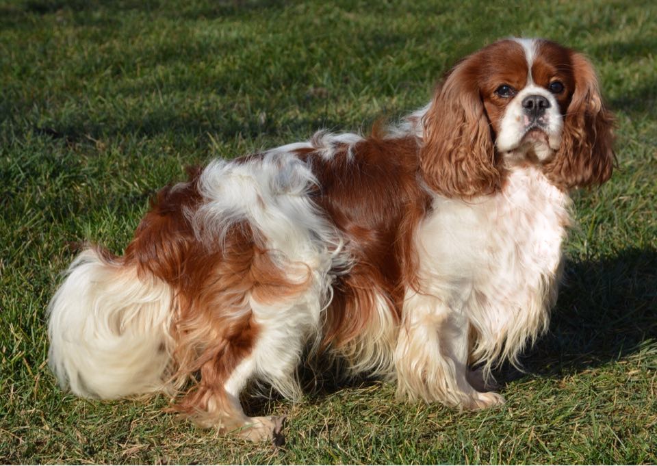 cavalier-king-charles