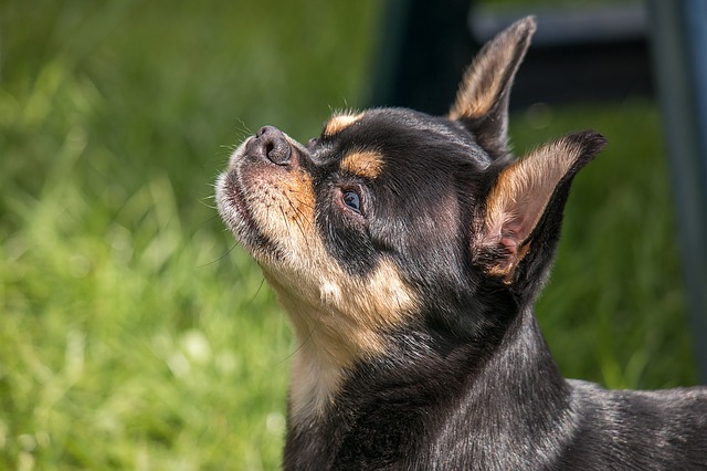 Chihuahua – Racheta de buzunar cu ego supradimensionat