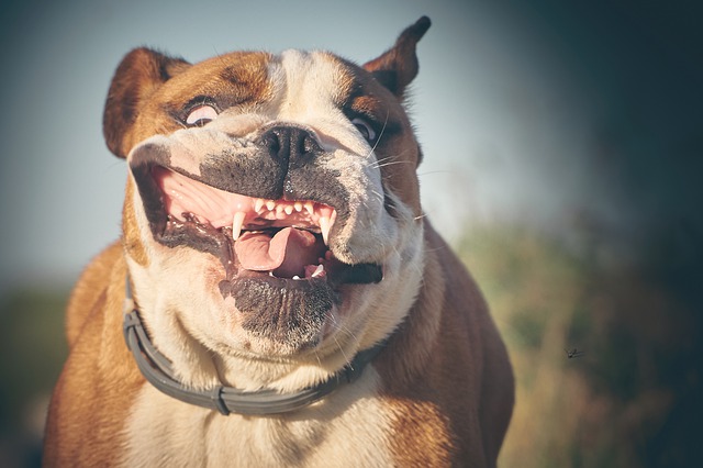 english-bulldog