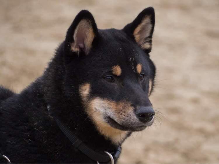 fekete-shiba-inu